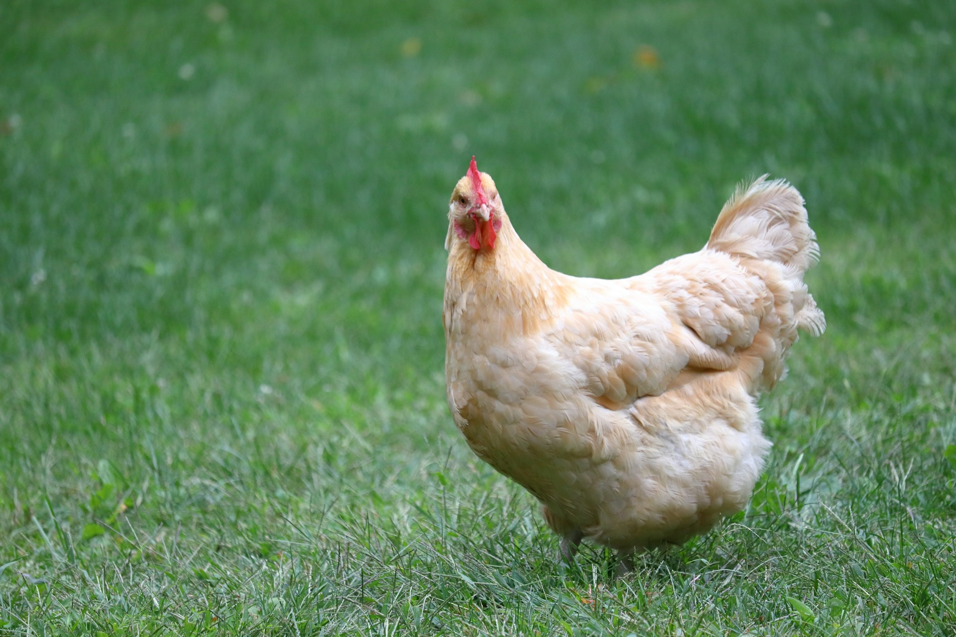 Hospitality coalition replaces Better Chicken Commitment framework