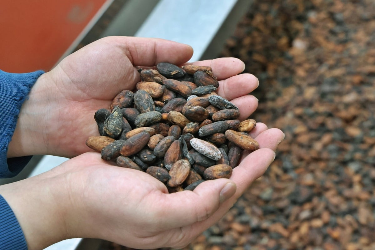 Lotte Wellfood upgrades Yangsan cacao processing line