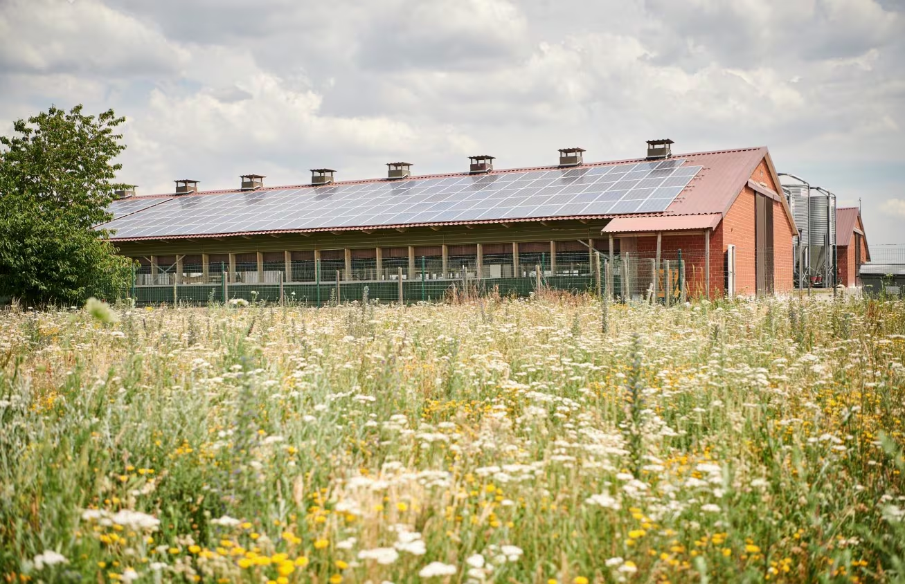 Boparan buys Heidemark in European poultry push