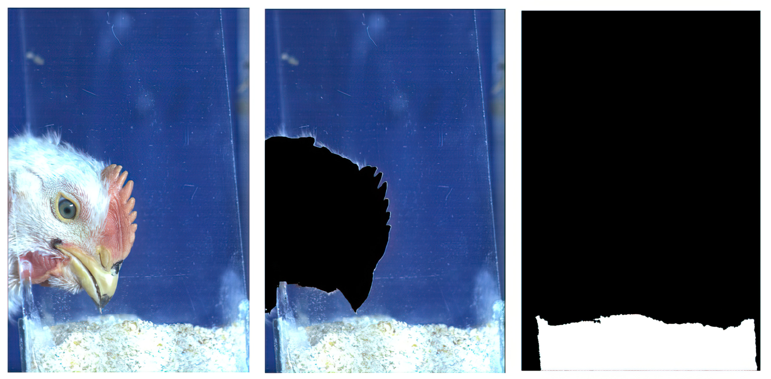 High-speed vision system tracks broiler feeding at 300 fps