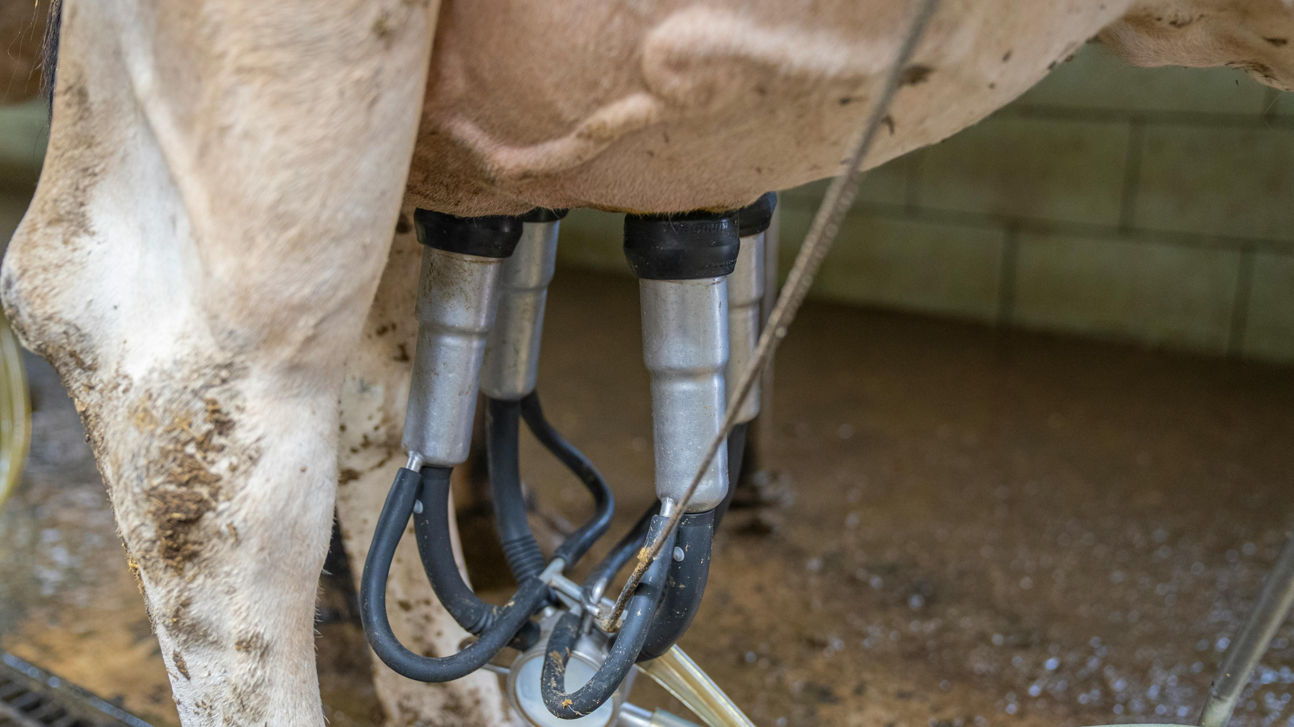Tom Parker Creamery backs regenerative milk pool