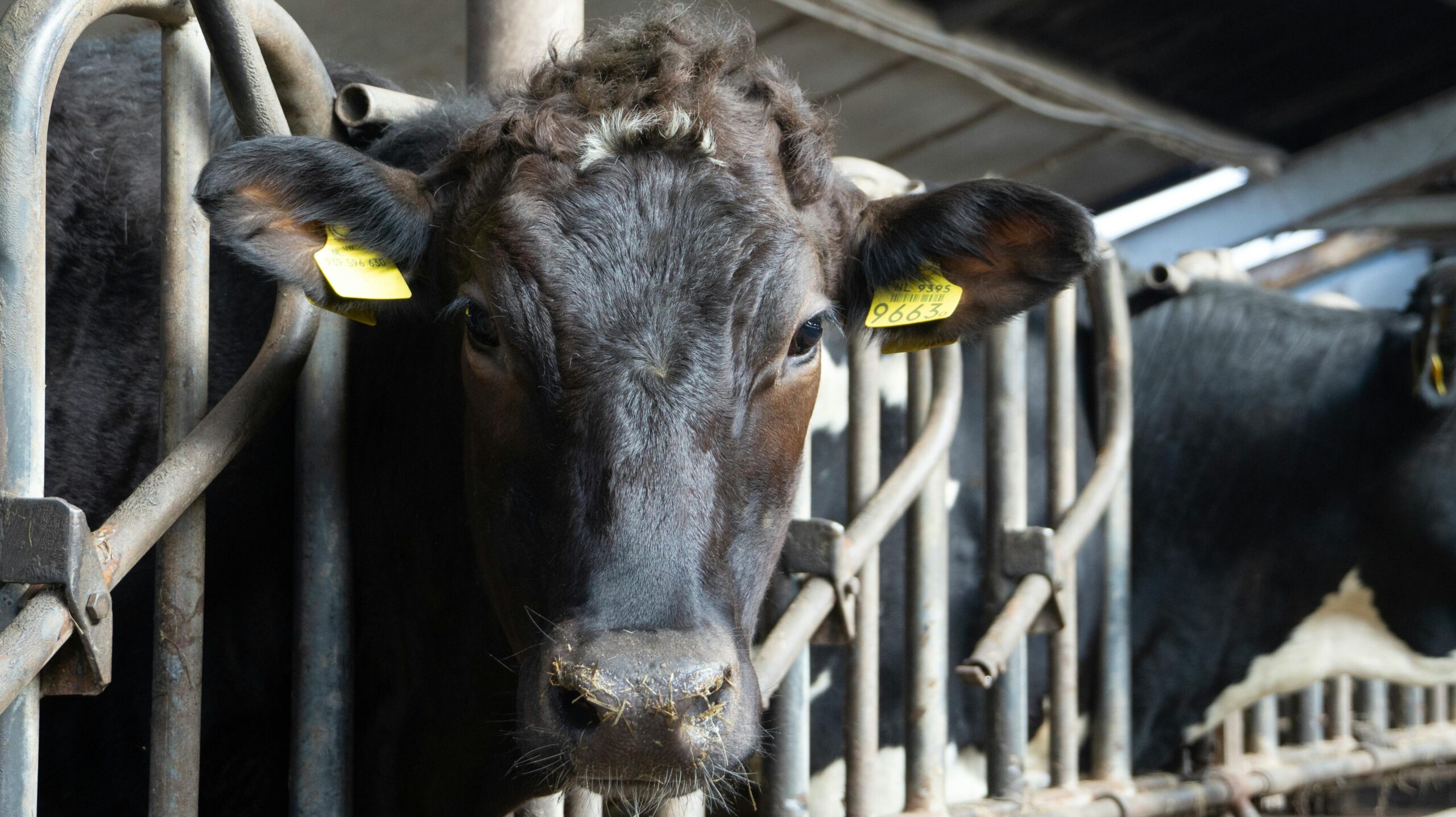 Tesco and RenEco bring Chelveston feed site into live processing