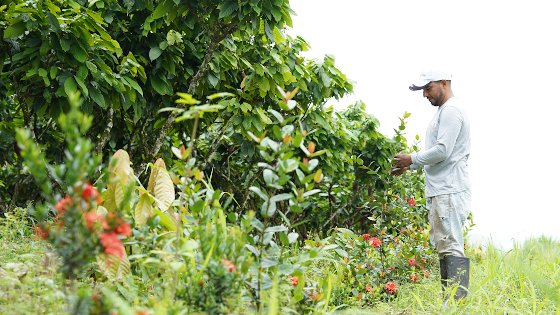 Mars and ofi scale regenerative cocoa programme
