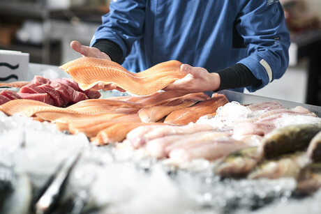 Hokkaido model targets real-time fish freshness