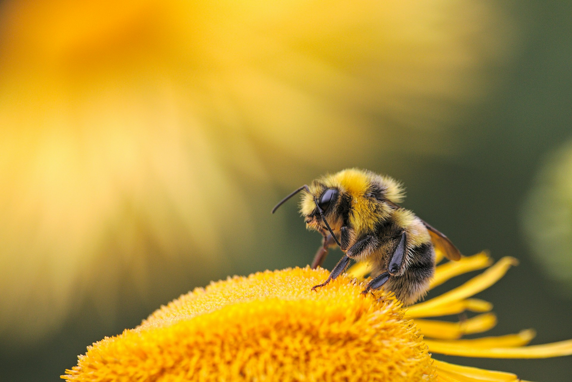Honey framework targets authenticity testing gap Honey framework targets authenticity testing gap