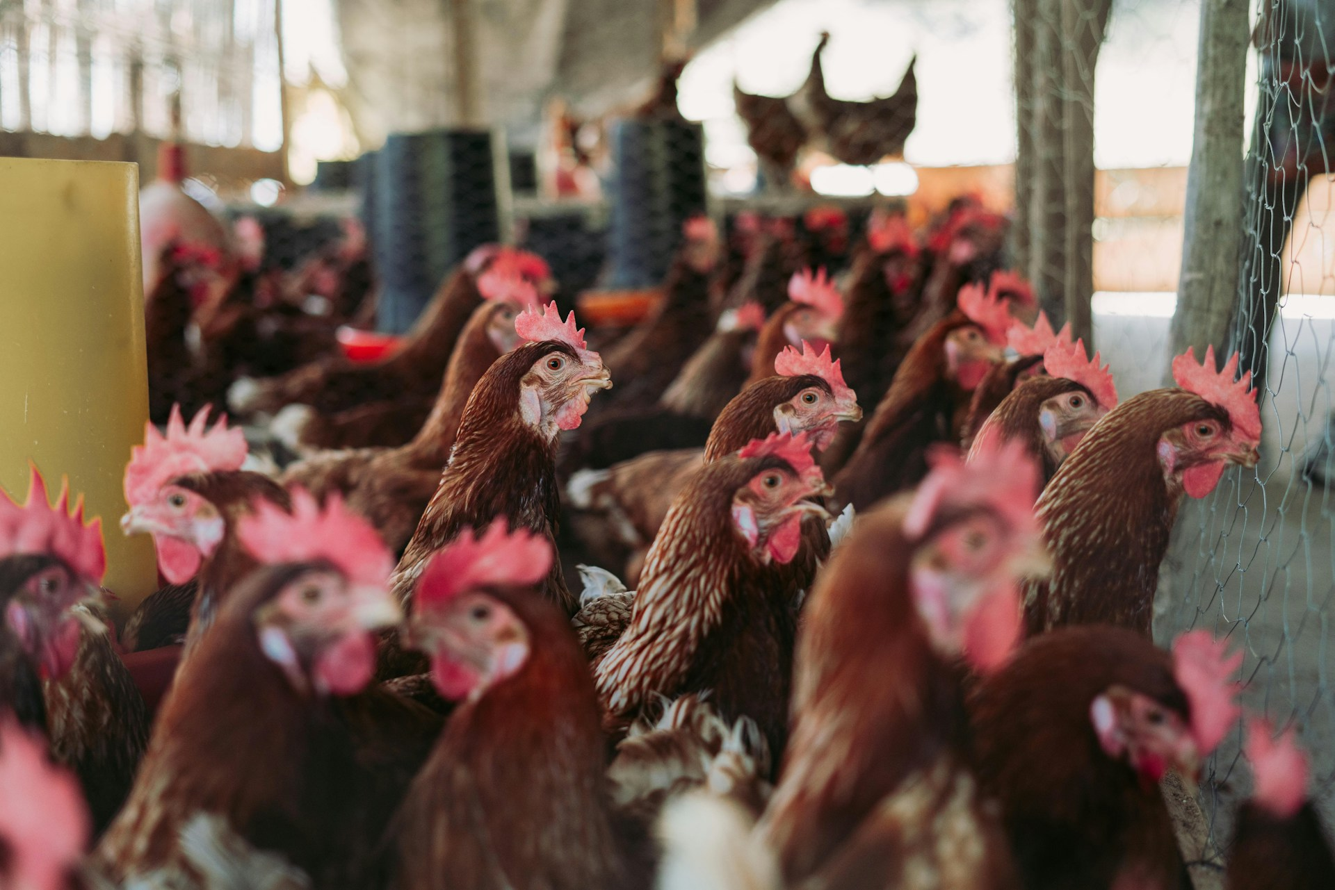 Co-op warns UK meat imports hit £5bn