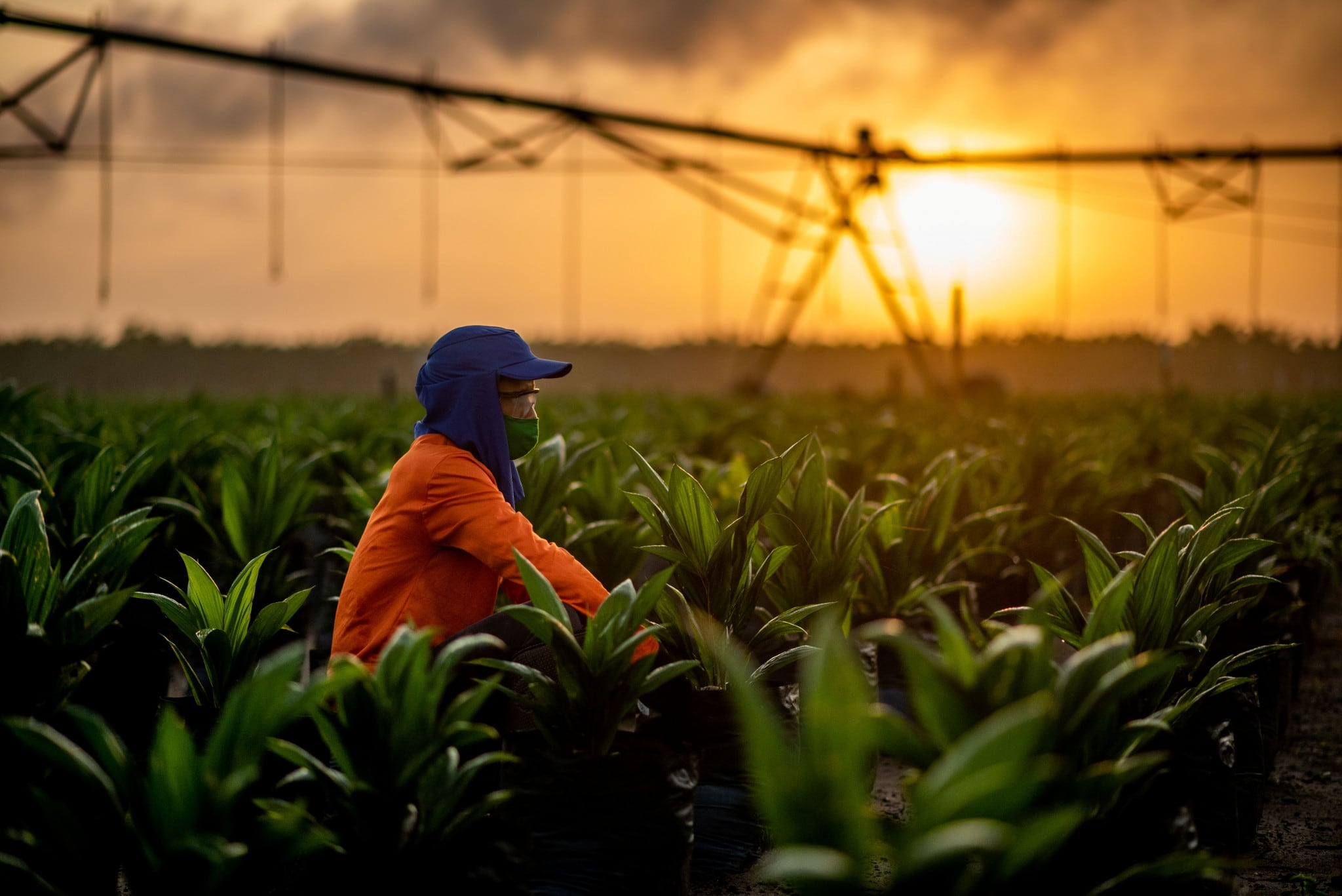 Daabon deal expands traceable palm oil supply