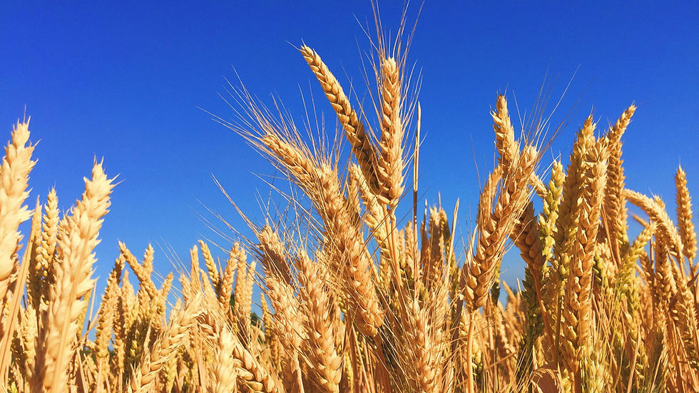 Soil Capital links regenerative farming to drought resilience