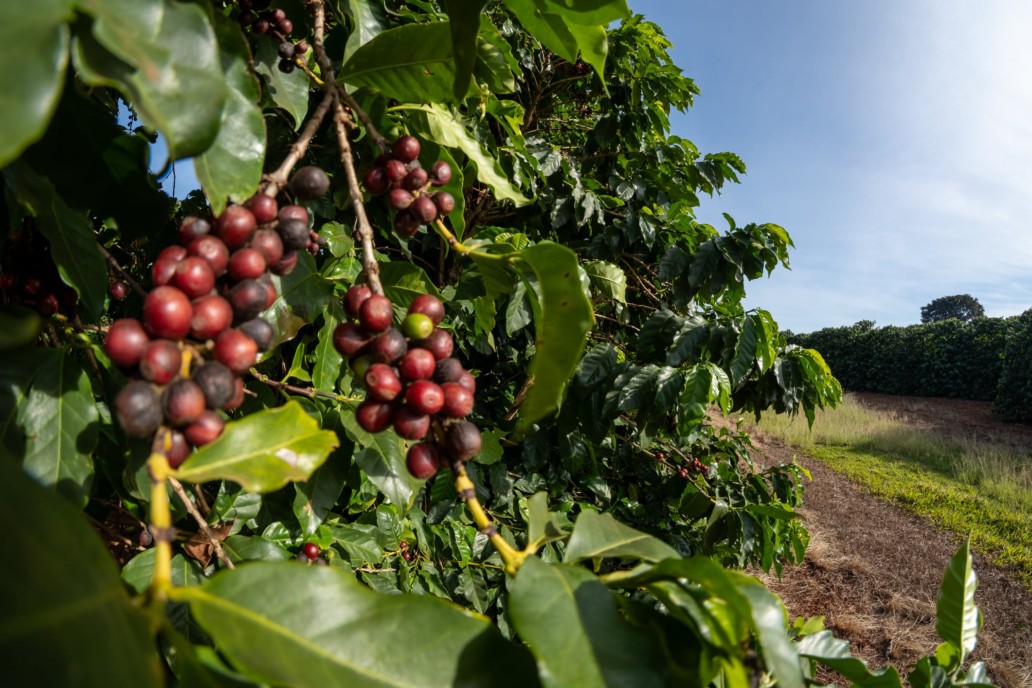Nescafé lifts regenerative coffee sourcing above half