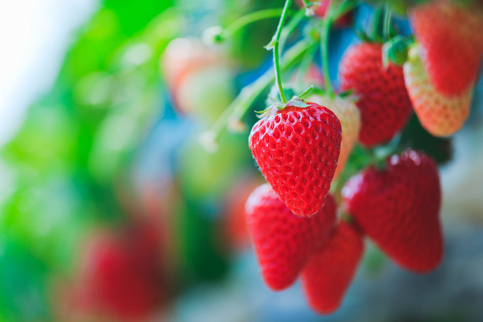 Lidl backs British berries with five-year sourcing Lidl backs British berries with five-year sourcing
