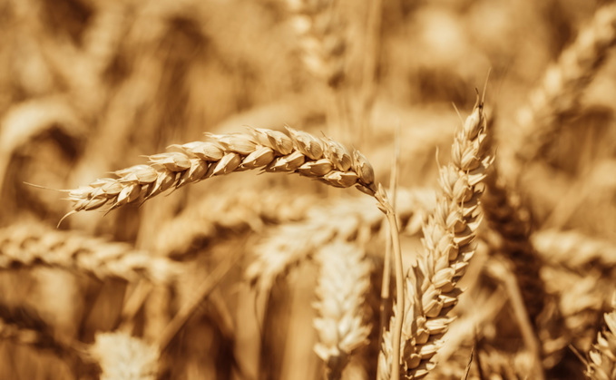 London wheat futures move above £200