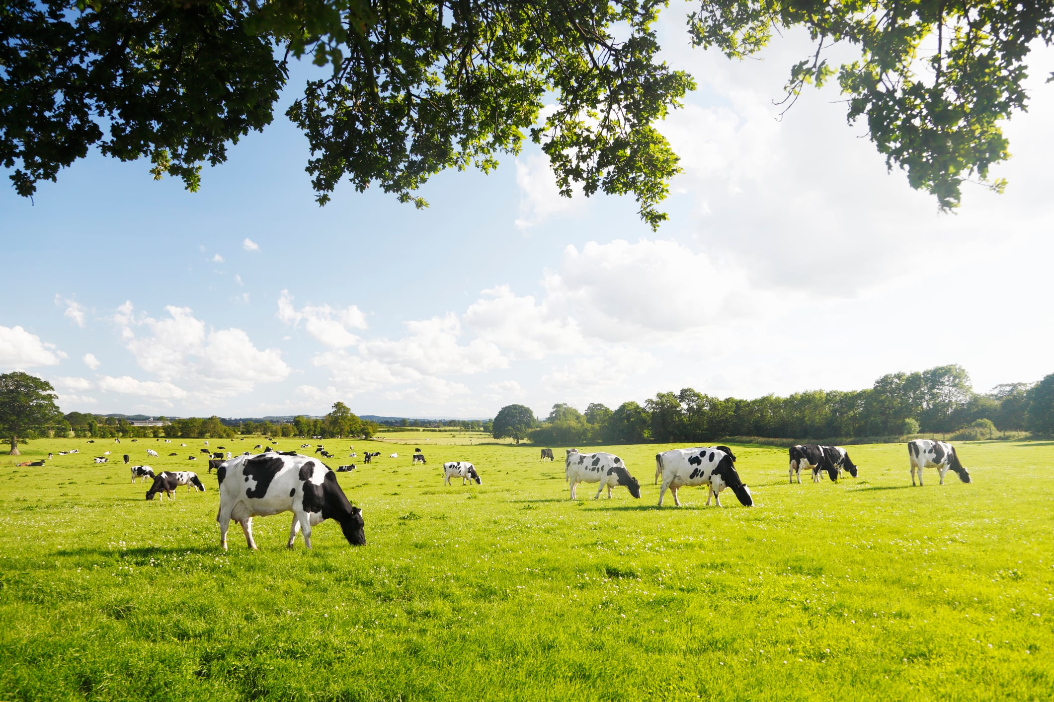 Fertiliser disruption raises European dairy cost risk Fertiliser disruption raises European dairy cost risk