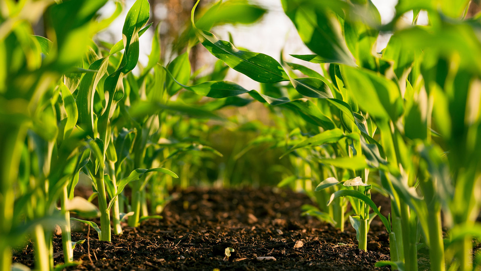 Moa raises £22.2m for herbicide development