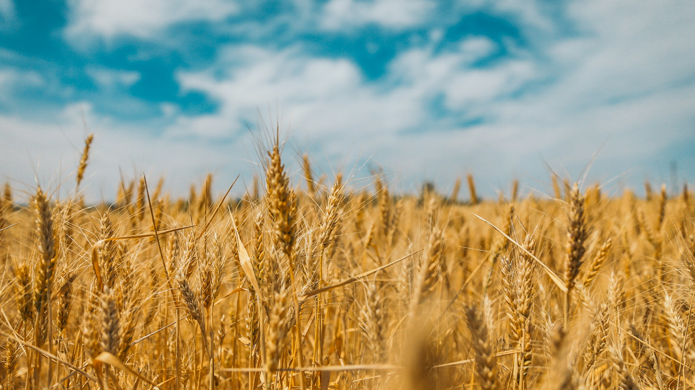London wheat futures move above £200