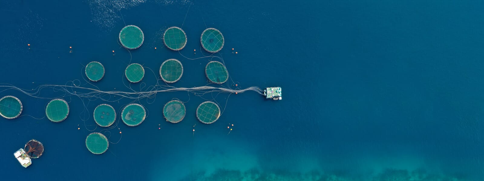 Seafood alliance presses EU for blue foods plan