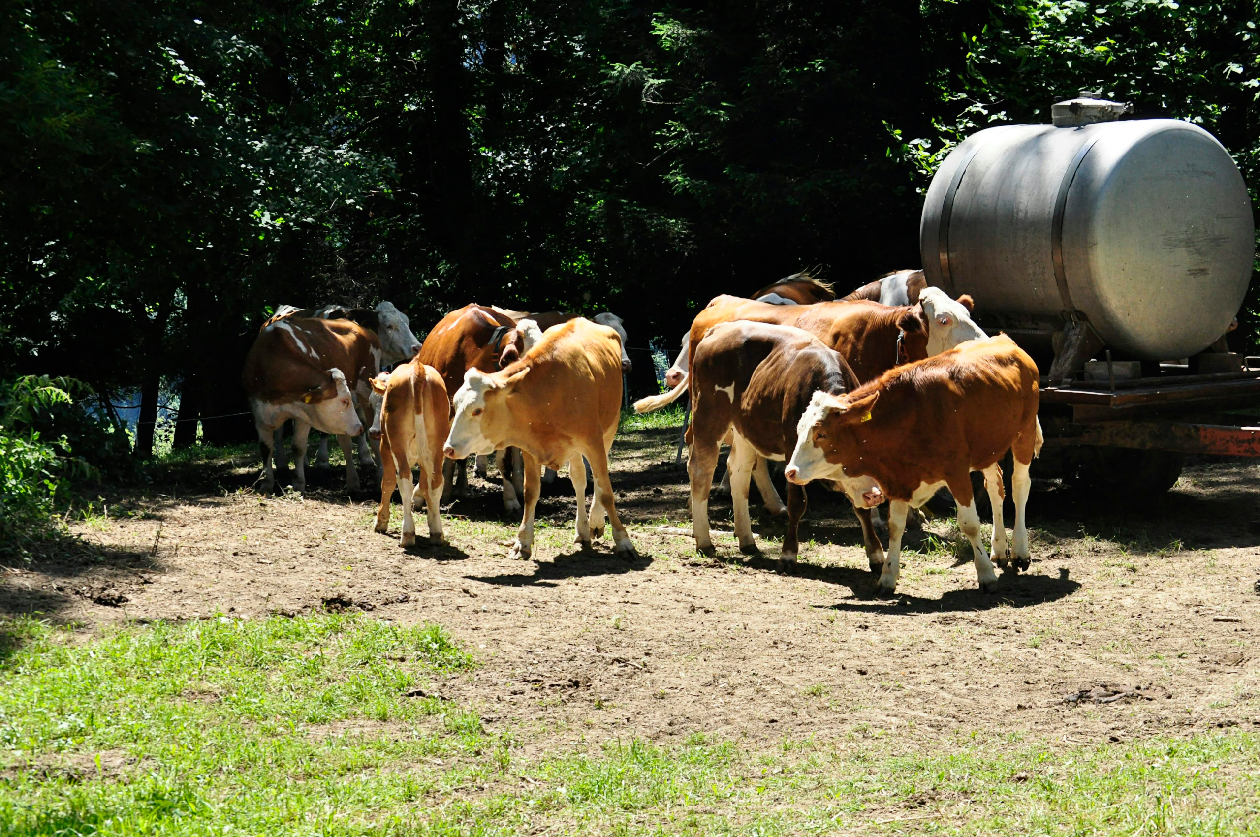 Protein demand lifts Arla first-half performance Protein demand lifts Arla first-half performance