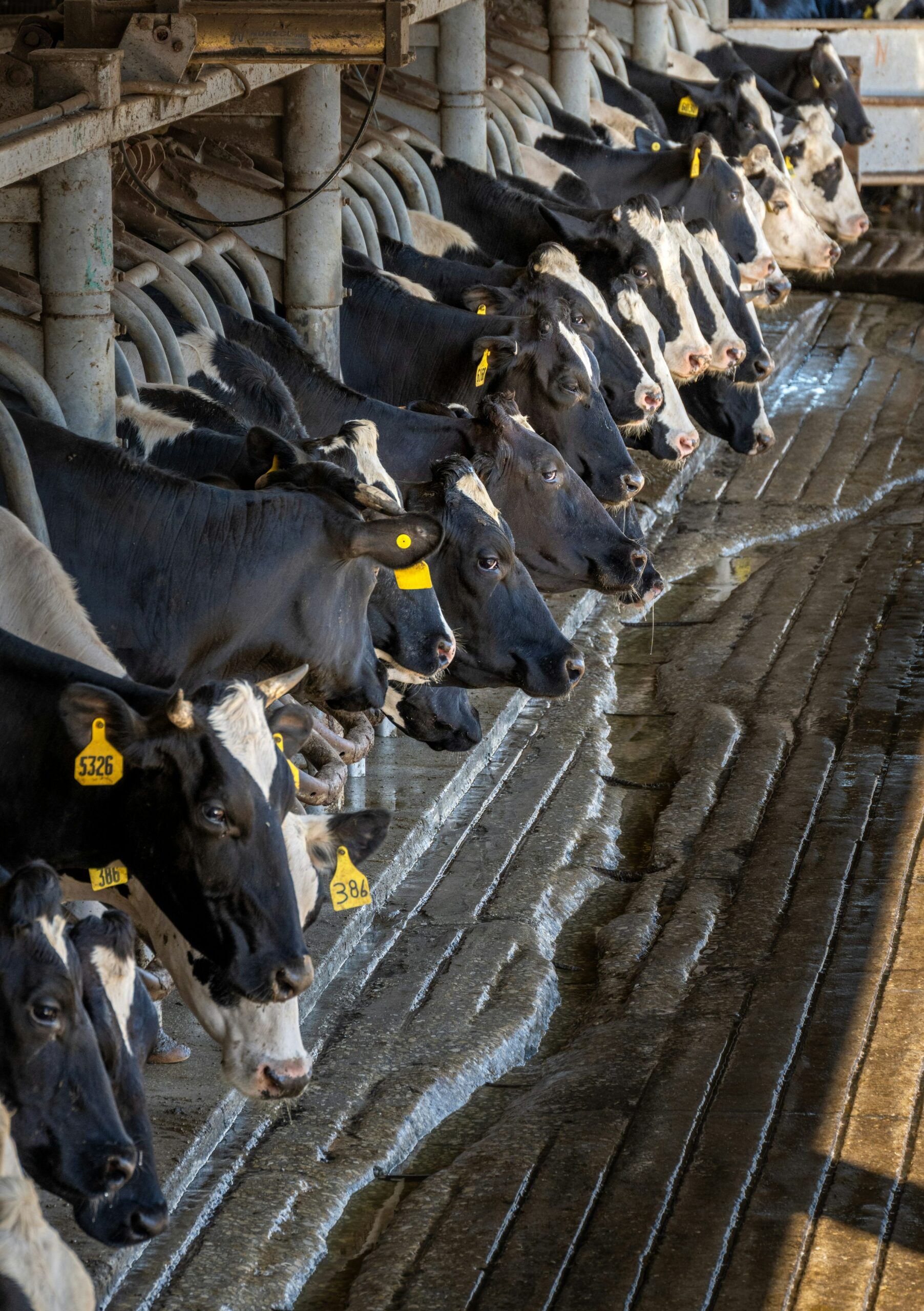 Royal A-ware targets LaBan butter acquisition