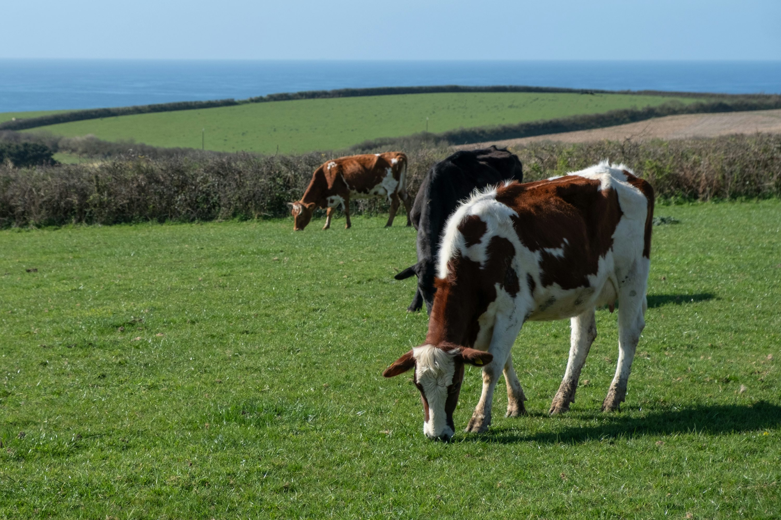 Dairy Roadmap tightens processor sustainability targets