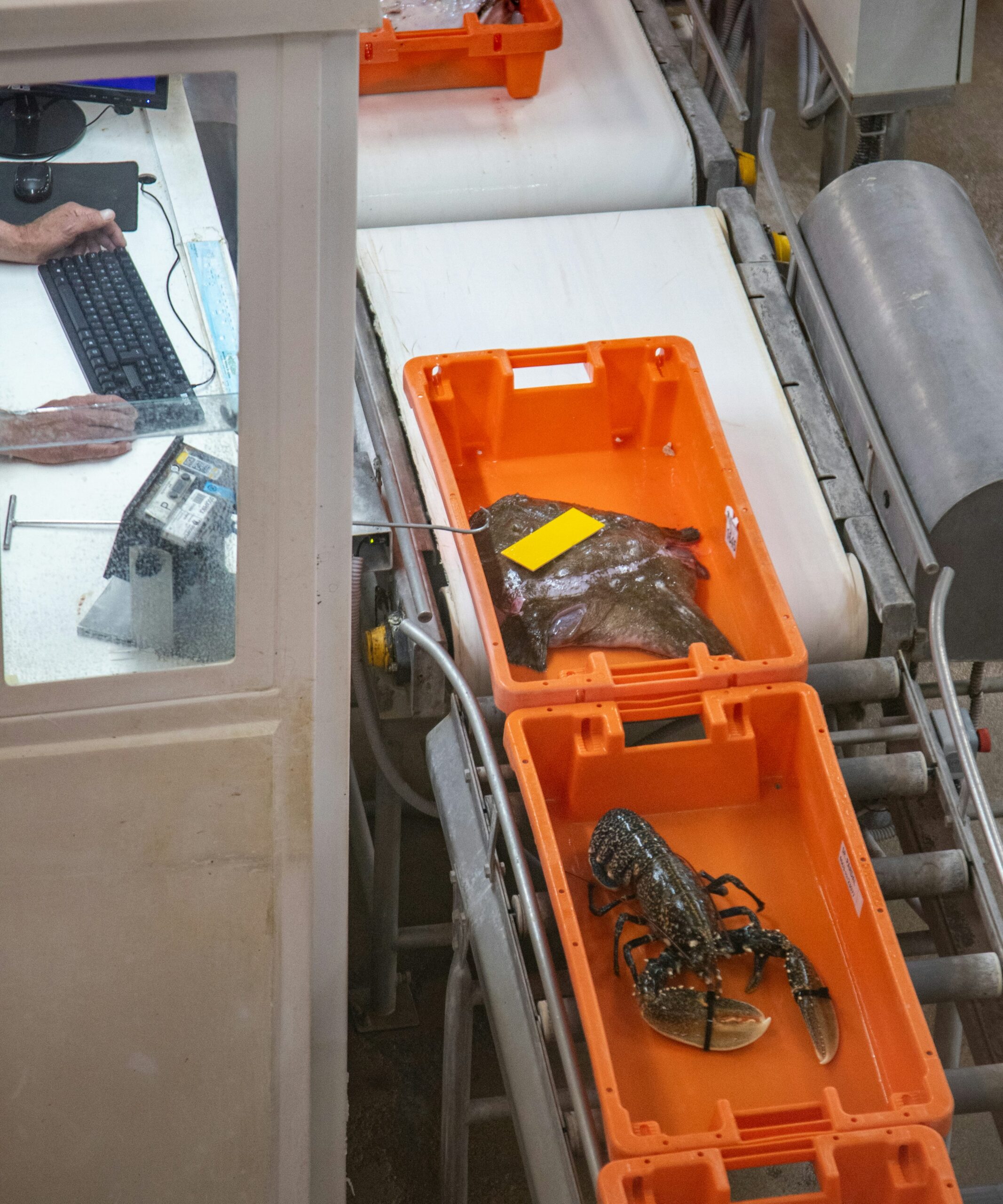 Salmon lifts Norwegian seafood exports to record