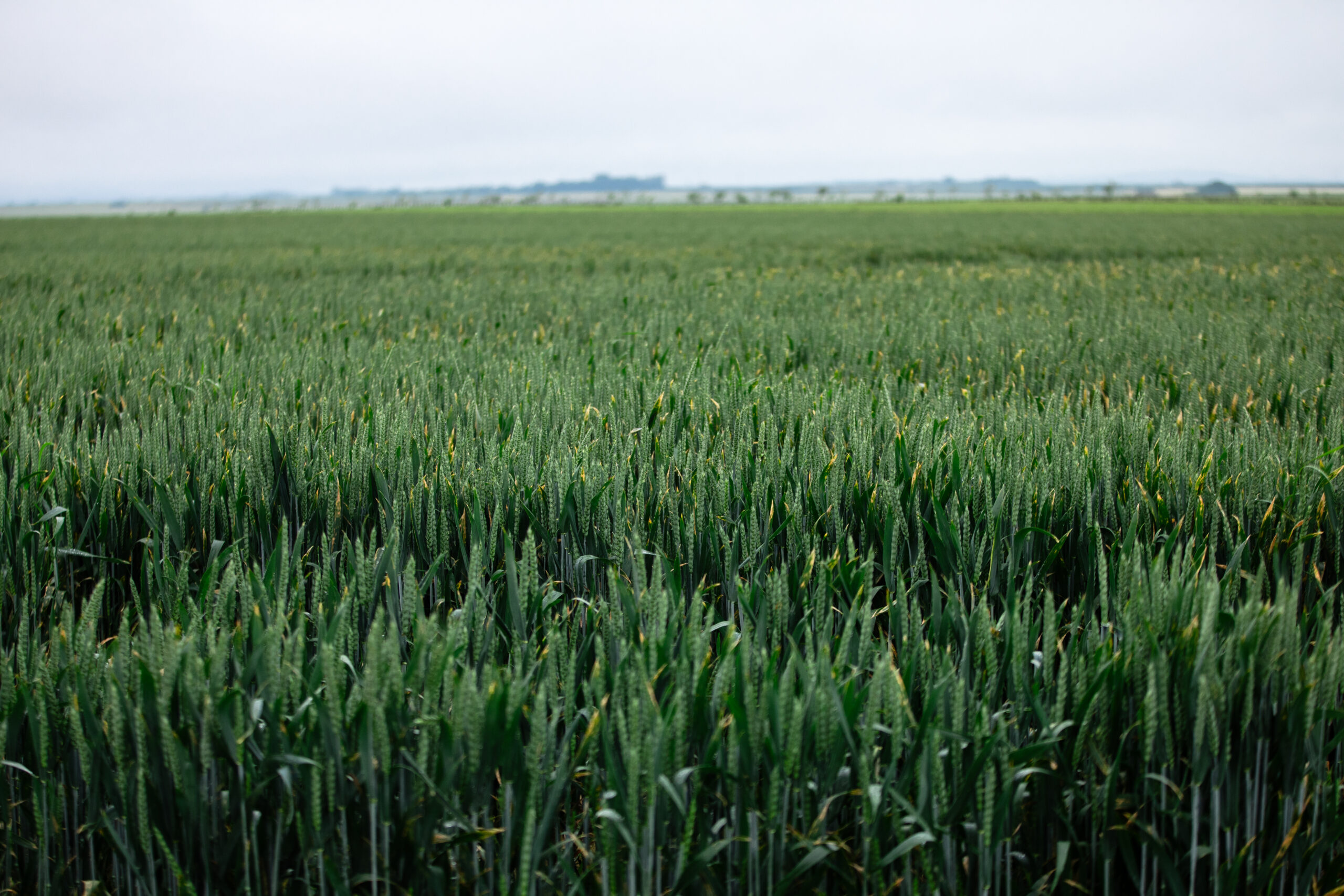 Harmony becomes independent European wheat certification scheme