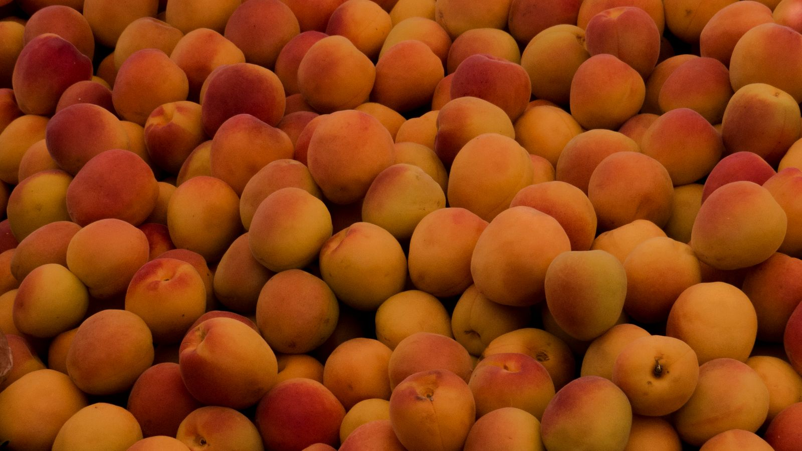 Revo turns apricot kernels into fermented protein