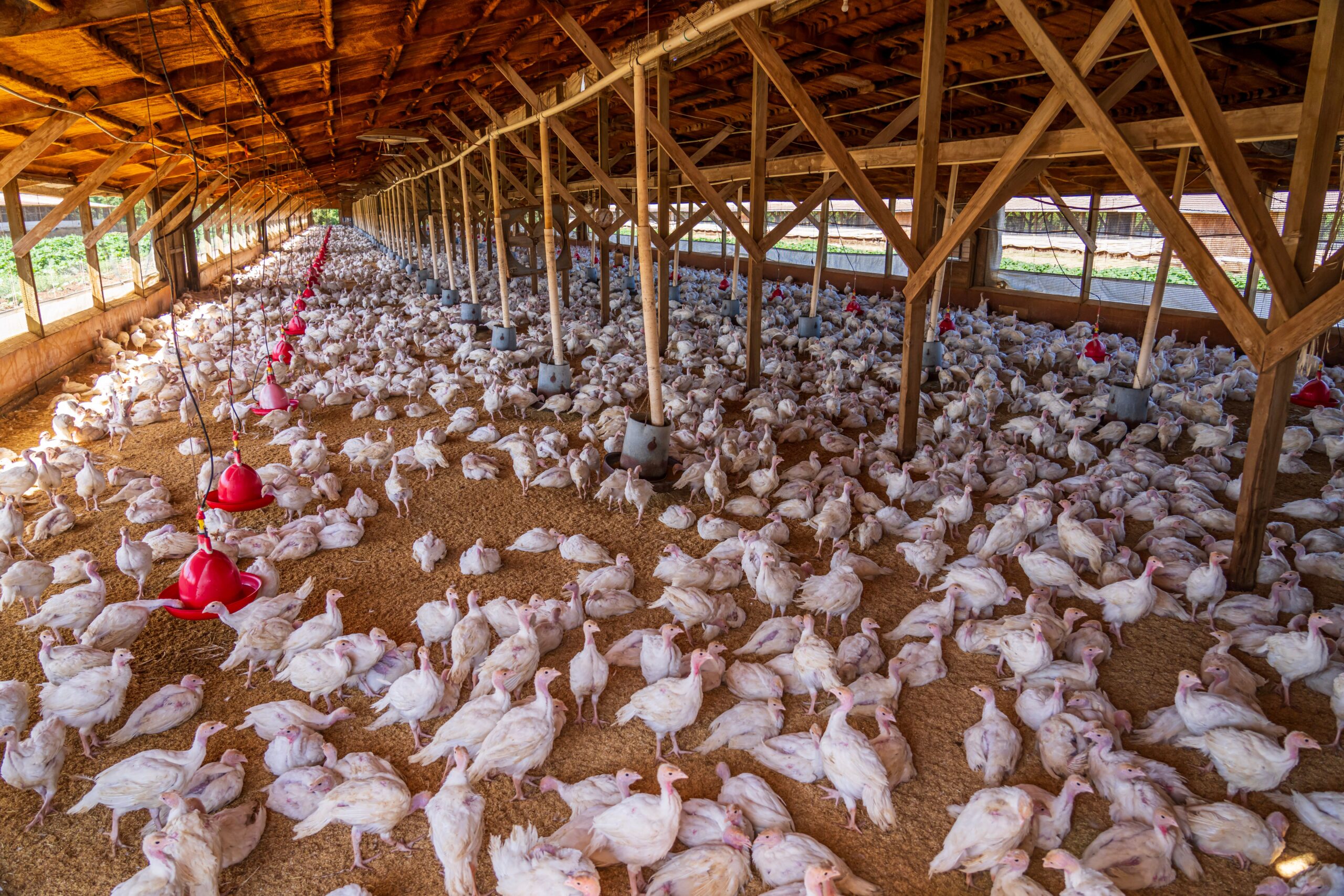 FSA tightens controls after poultry heat stress FSA tightens controls after poultry heat stress