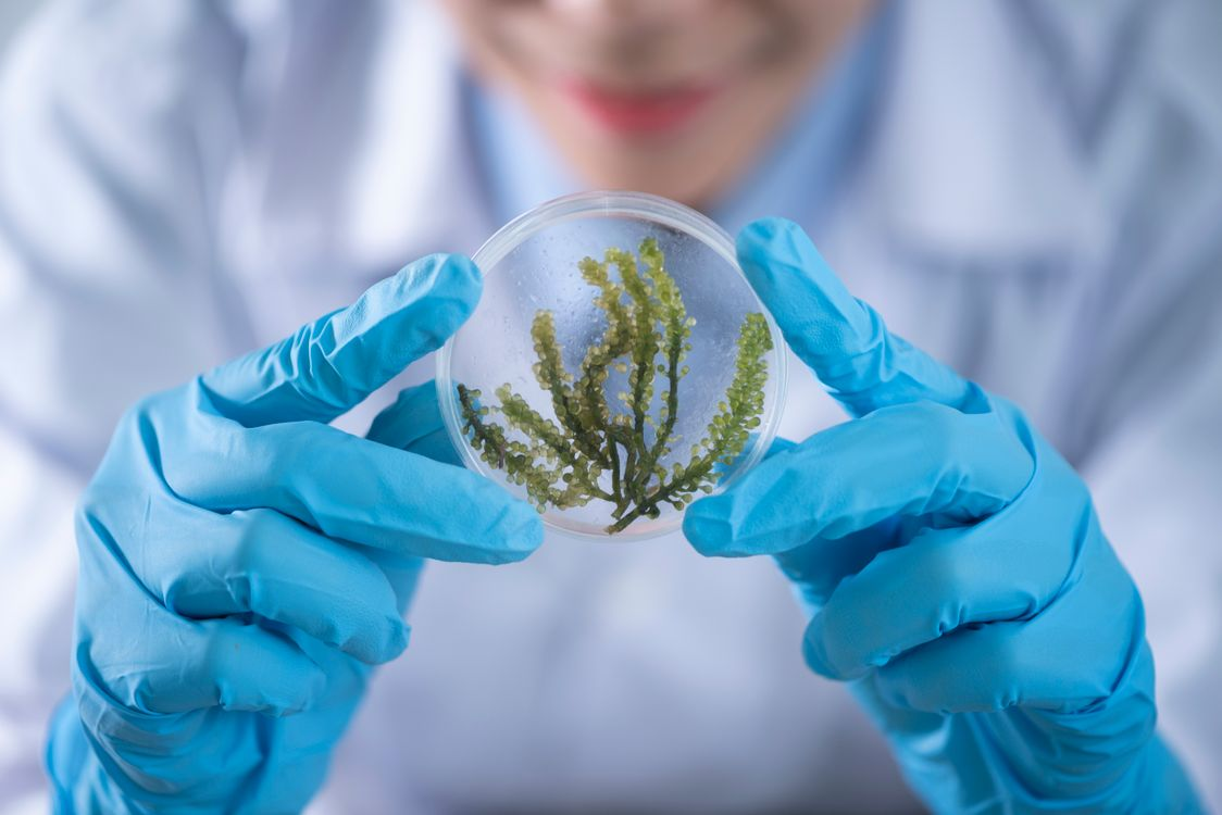 FSA consults on 16 novel food applications