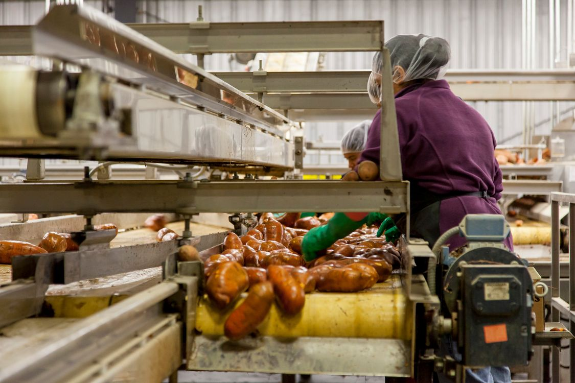 Teagasc scales processing routes for rejected vegetables
