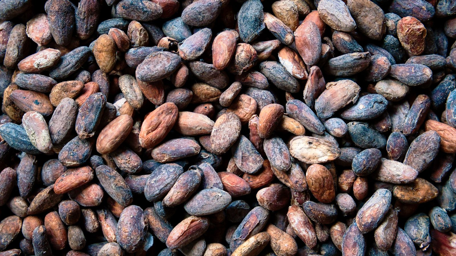 Cocoa pilot links physical proof to traceability Cocoa pilot links physical proof to traceability
