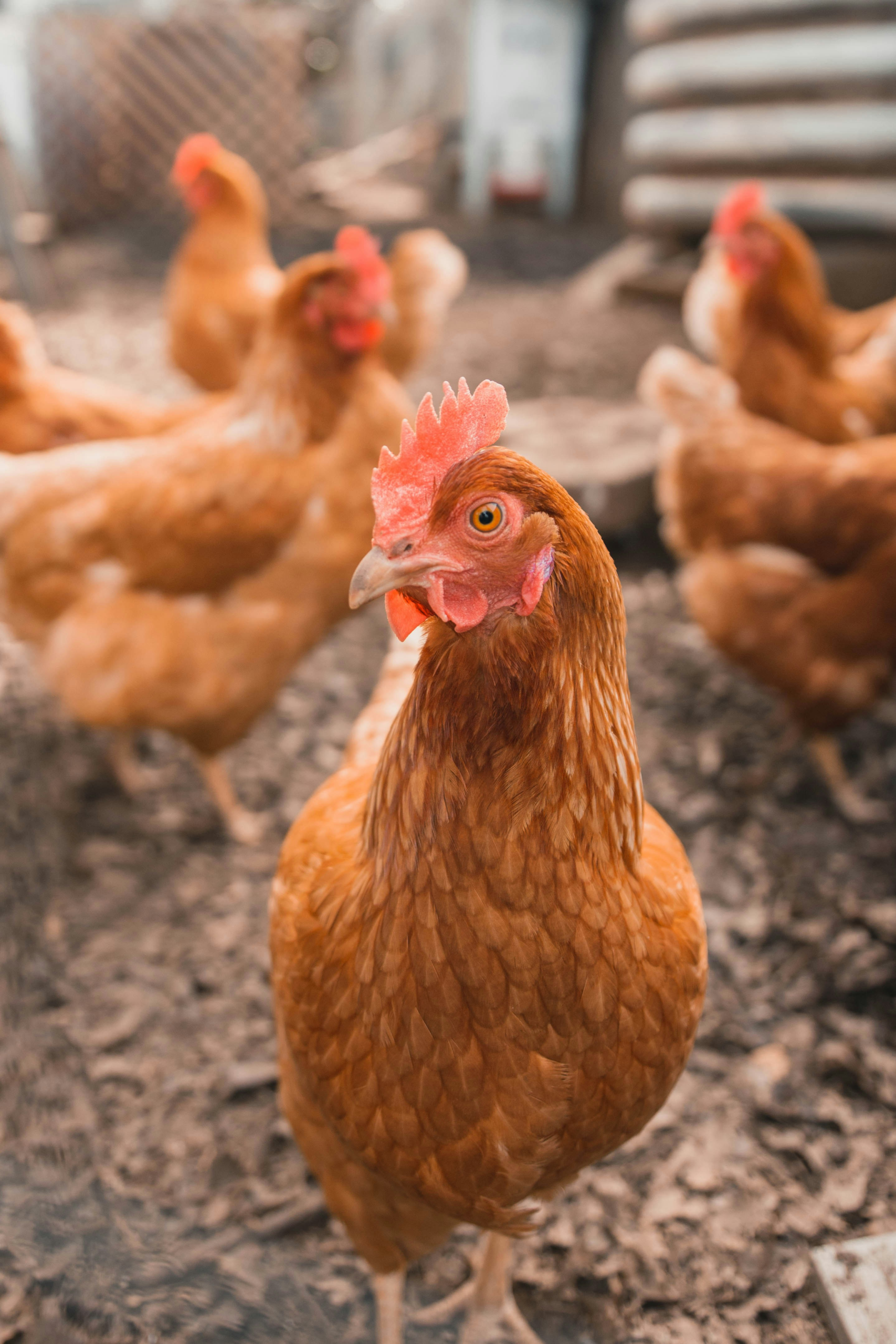 Holly Poultry opens dedicated retail production plant Holly Poultry opens dedicated retail production plant