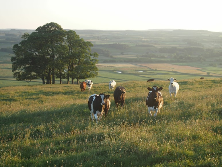 Barry Callebaut links Arla dairy sourcing to carbon data