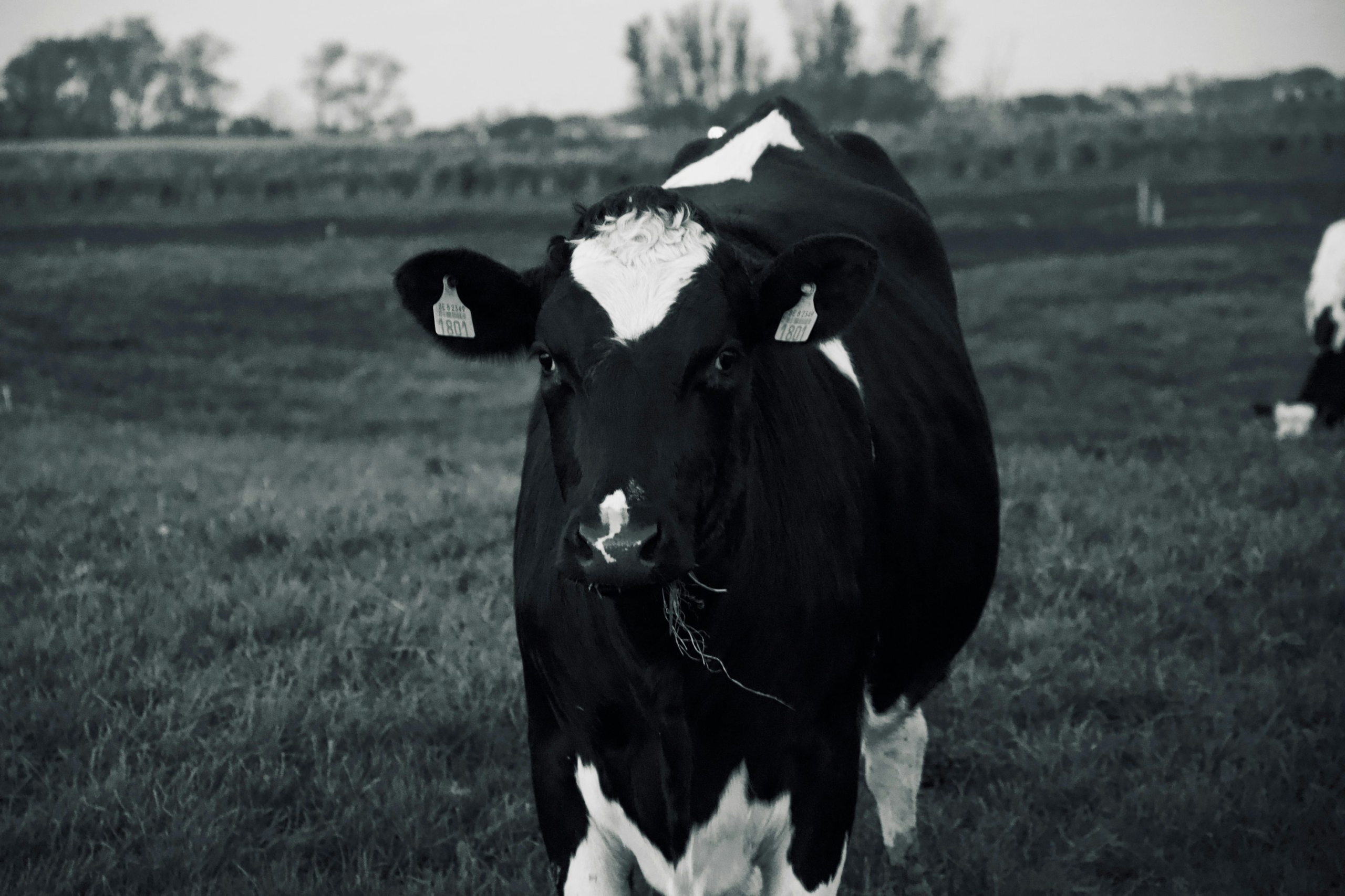 CME prepares European dairy derivatives entry