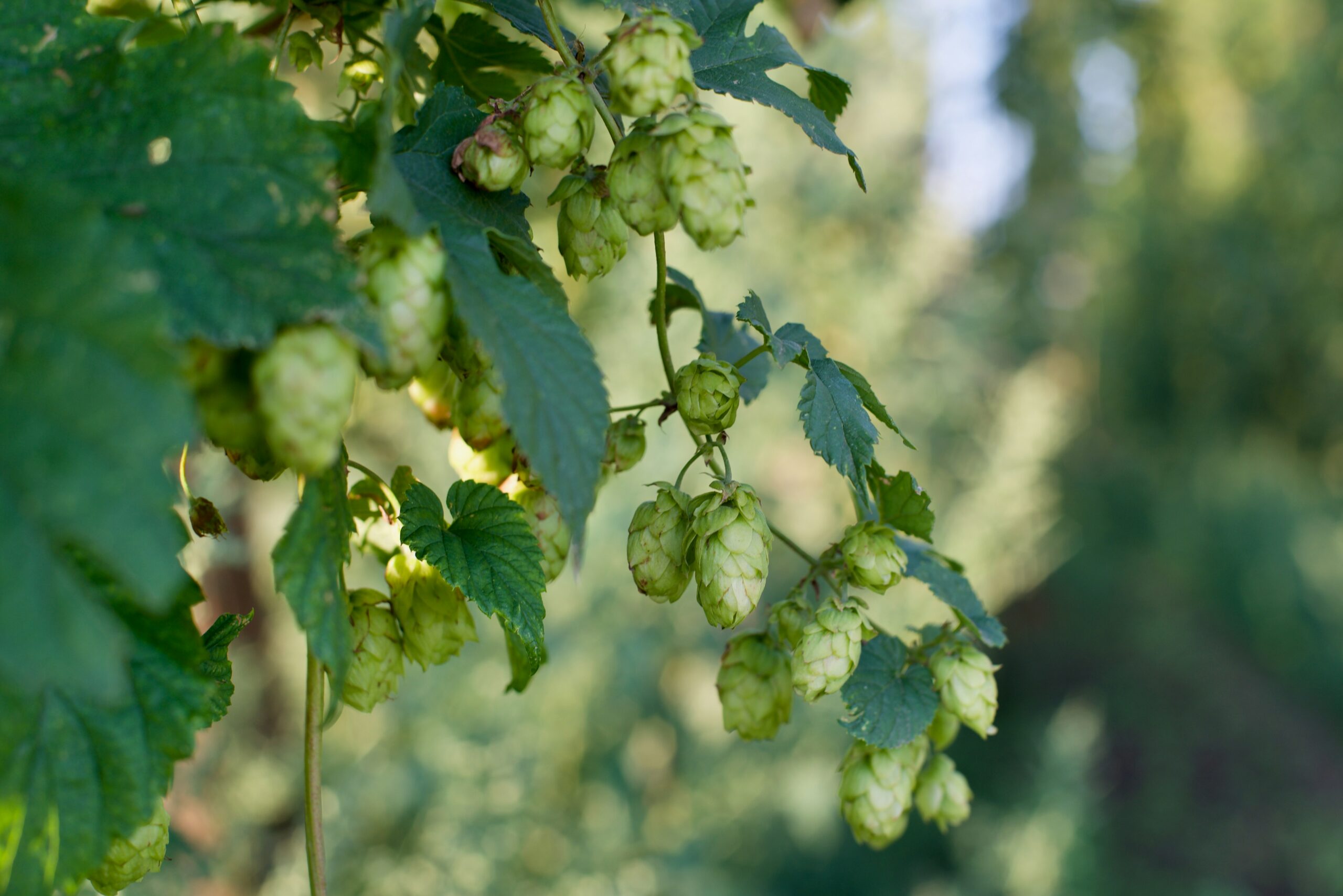 Suntory maps genetic basis of drought-tolerant hops