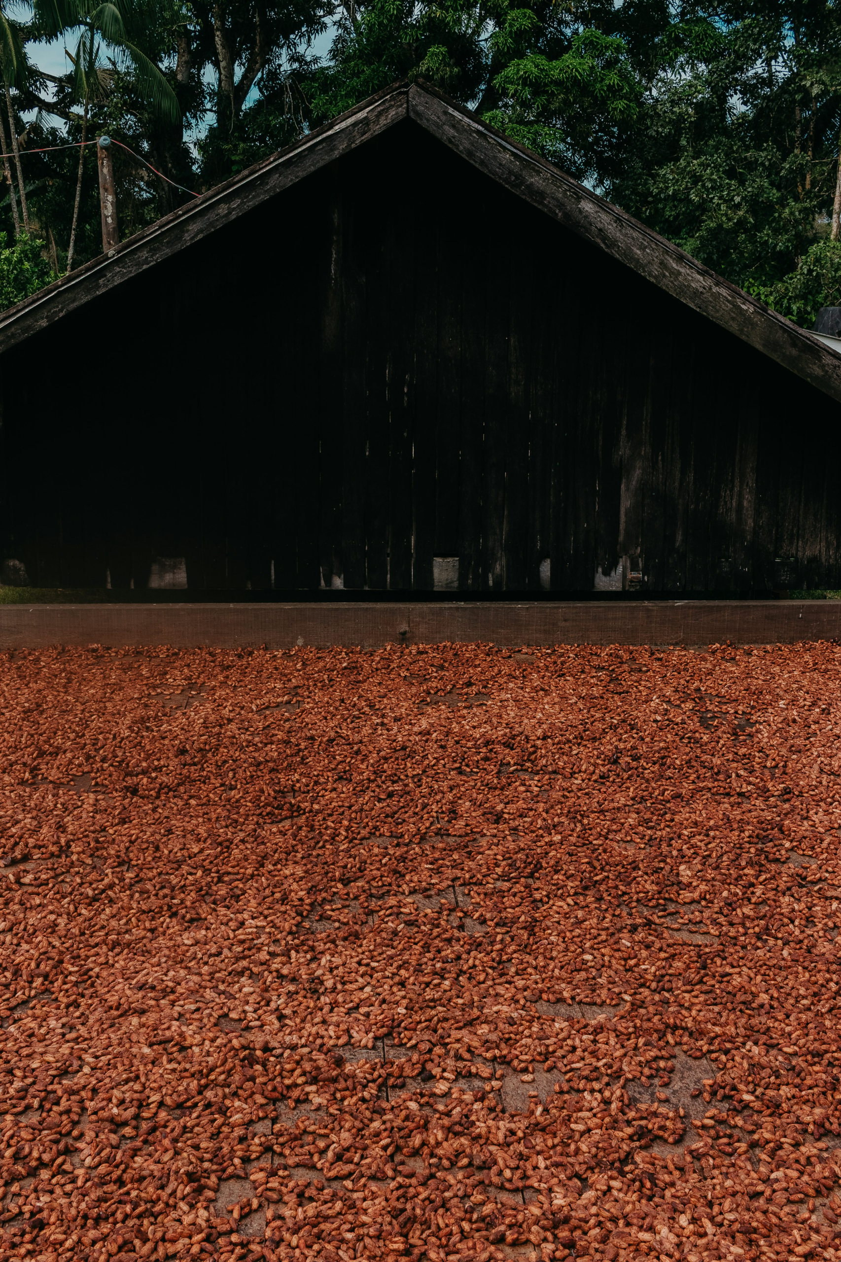 Greencovery raises €1m to scale cocoa side streams