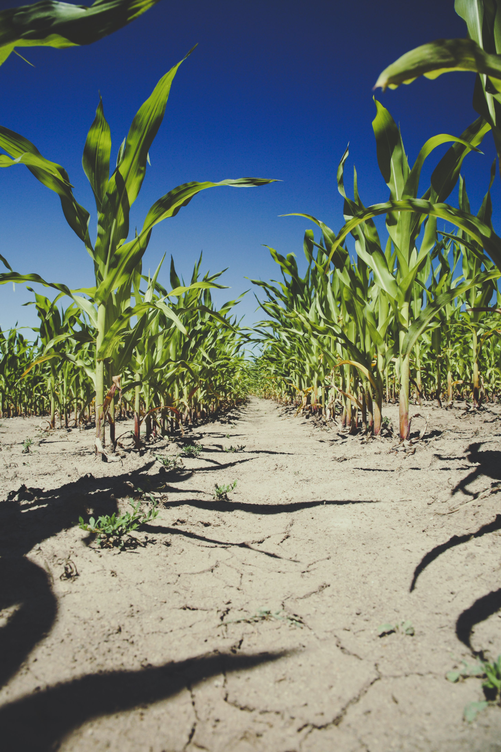 Food executives press investors on resilience spending