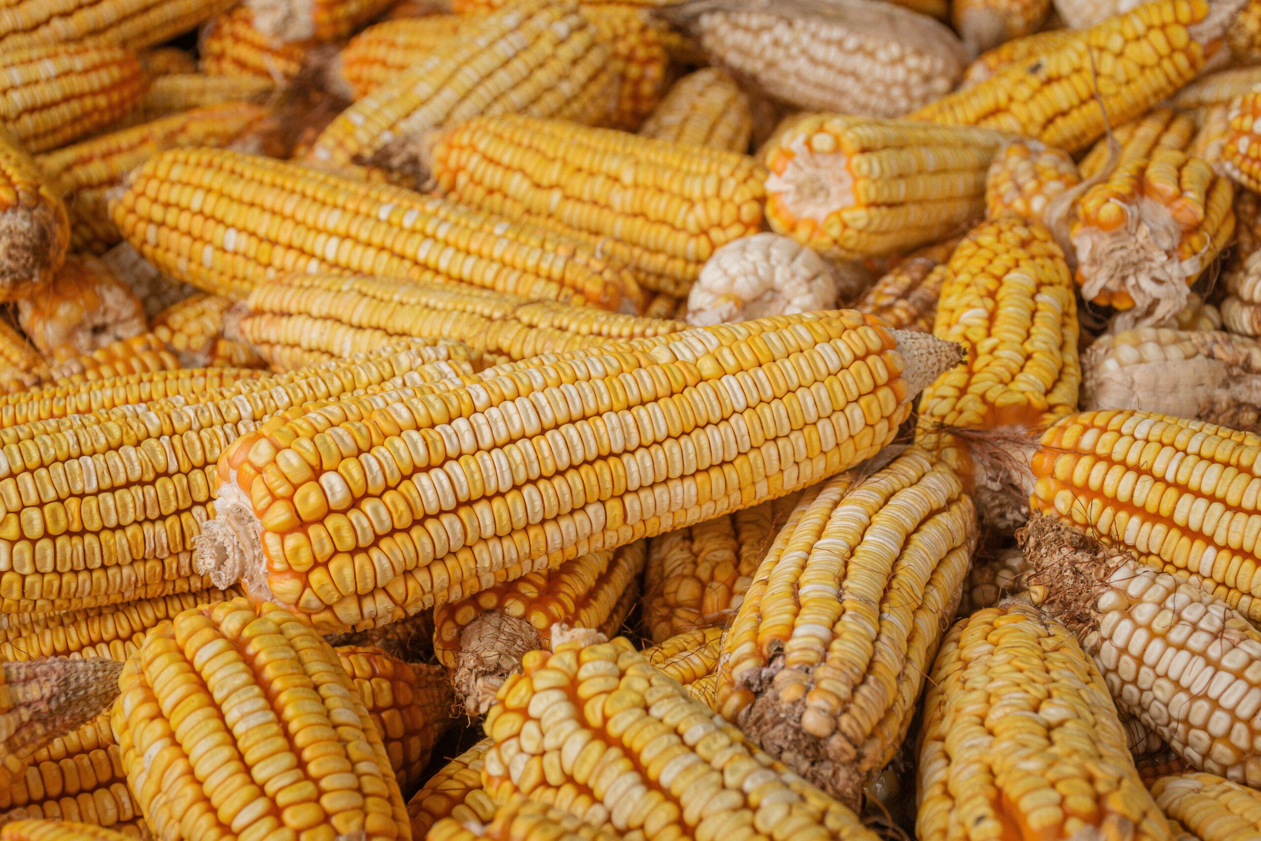 EU opens separate maize authorisation and renewal consultations